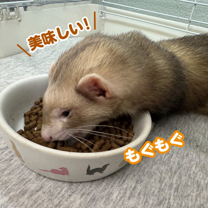 FERRET PLUS フェレットフード 、バイト、ミルクセット FERRET PLUS フェレットフード 、バイト、ミルクセット