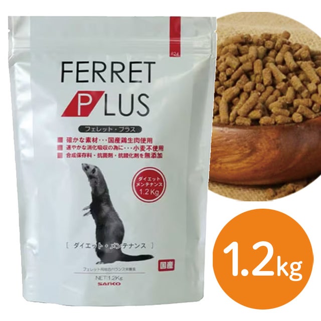 フェレット | LAMPO