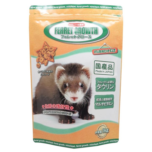 フェレット | 小動物専門店 ペットショップLAMPO