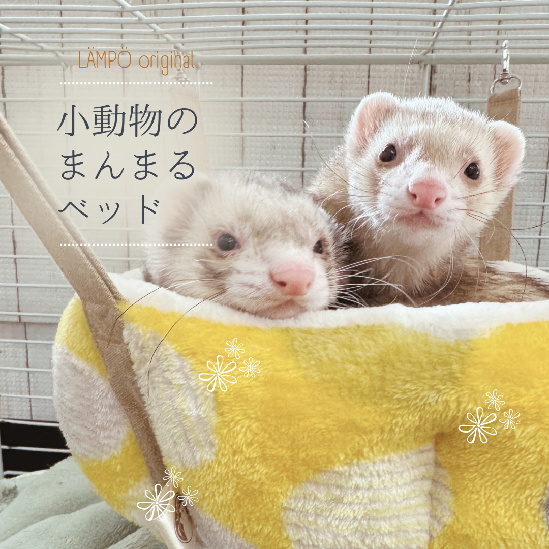 フェレット | 小動物専門店 ペットショップLAMPO